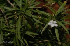 Ruellia brittoniana